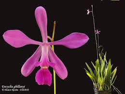 Encyclia ghillanyi tipo
