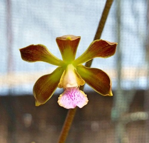 Encyclia kundergraberii