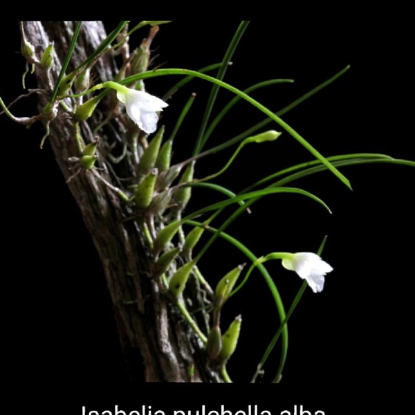 Isabelia pulchella ALBA