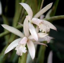 Laelia lundii Suavissima