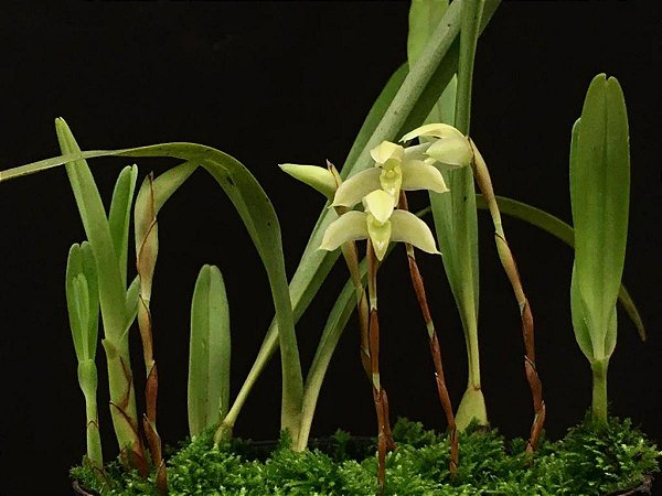 Maxillaria cerifera