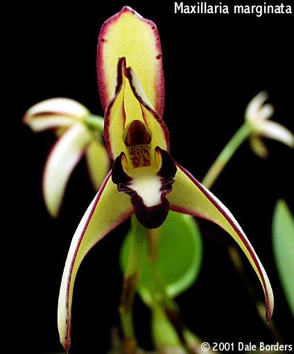 Maxillaria marginata