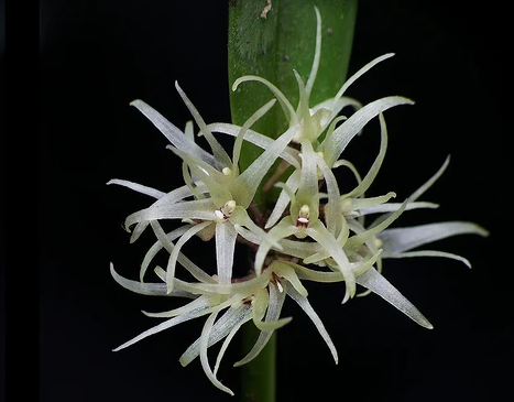 Mioxanthus exasperatus