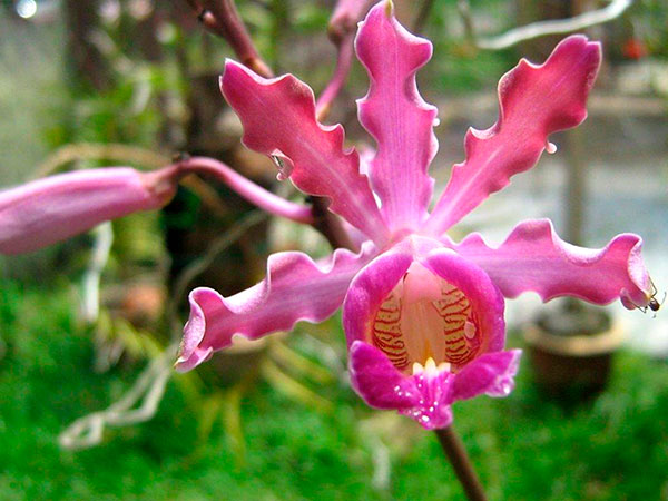 Myrmecophylla tibicinis