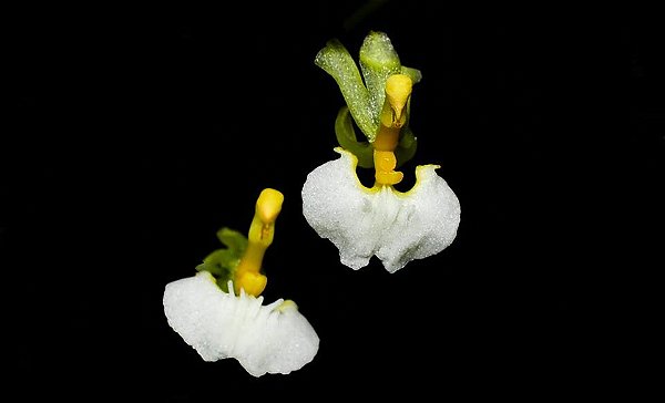 Ornithophora radicans Albina