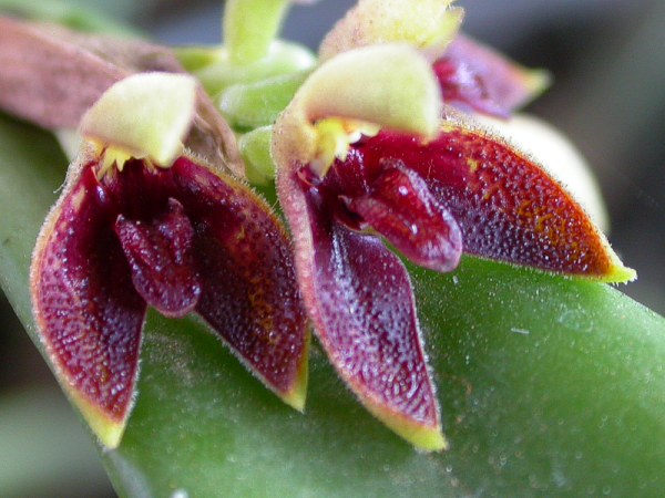 Pleurothallis aphthosa