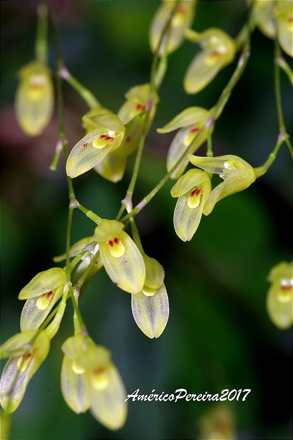 Pleurothallis grobyi