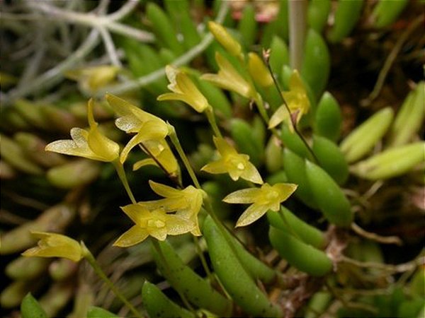 Pleurothallis leptotifolia