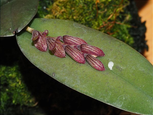Pleurothallis pubescens