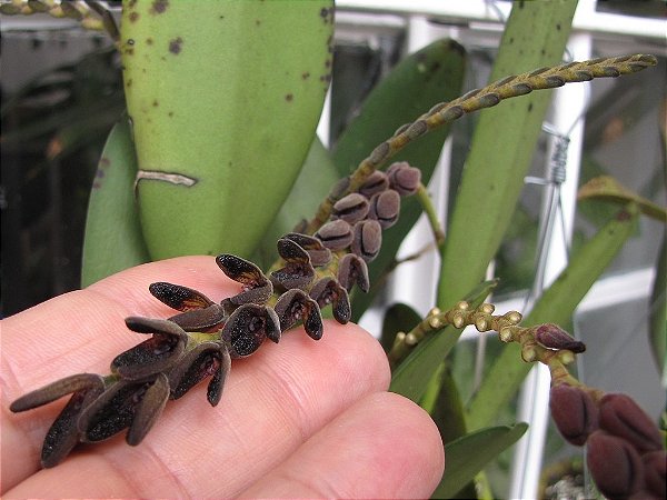 Pleurothallis saurocephala