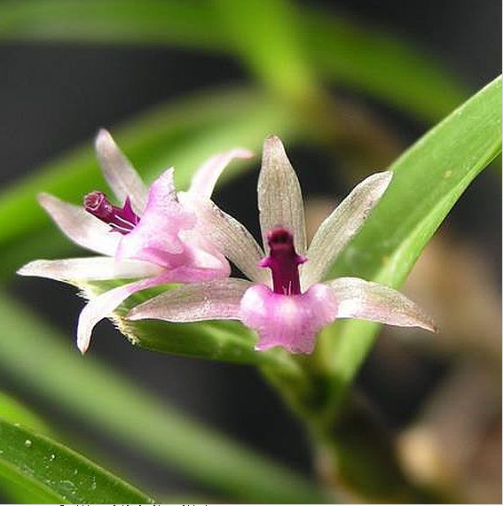 Scaphyglotis violacea