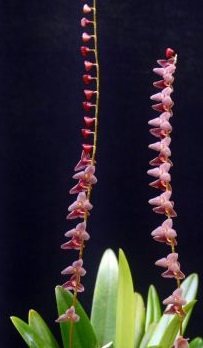 Stelis viridipurpurea