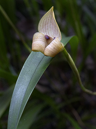 Trigonidium egertonianum