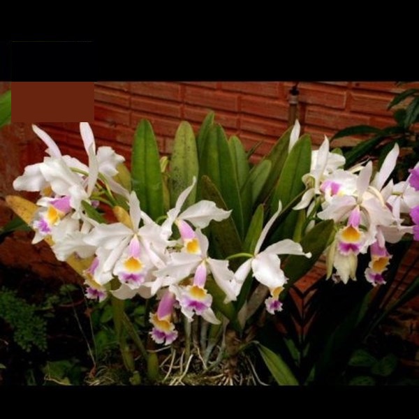 Cattleya (jemannii s/alba x eldorado)