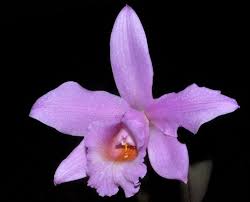 Cattleya loddigesii “ pelorica “ x Laelia alaorii