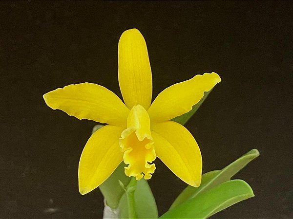 Cattleya luteola x Laelia itambana
