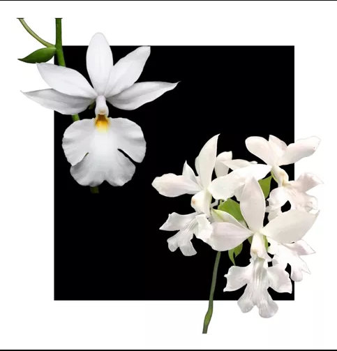 Orquides Calanthe Vestita Albo