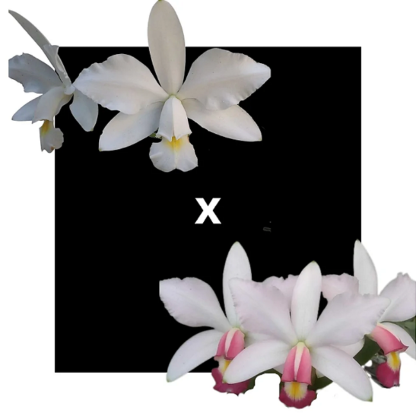 Cattleya Violacea  Alba x Carnea