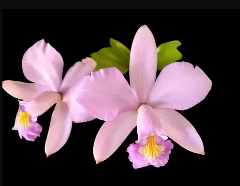 Cattleya Violacea  Concolor - Oferta Relâmpago