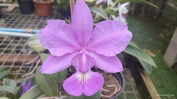 Cattleya Walkeriana Cambara Venosa - Adulta - Corte