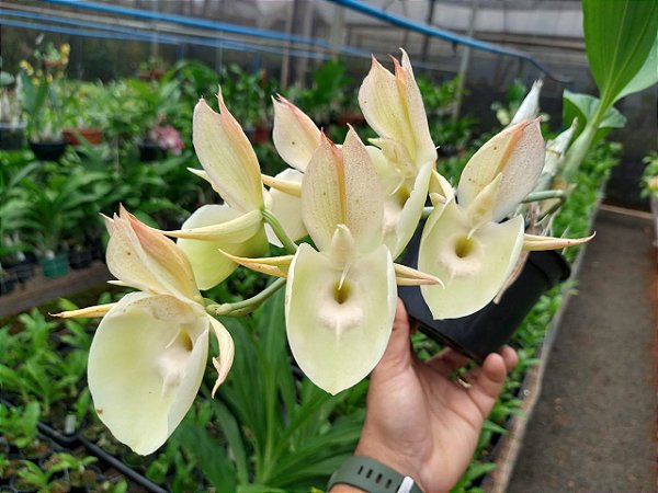 Kit 03 Catasetum - Sem Identificação - Adultos