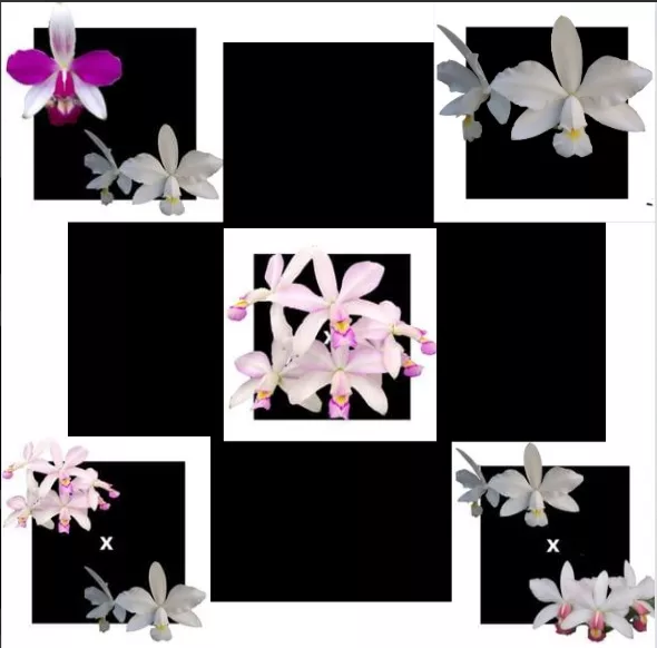 Kit 05 Cattleya Violaceas Variadas Promoção Cod 01