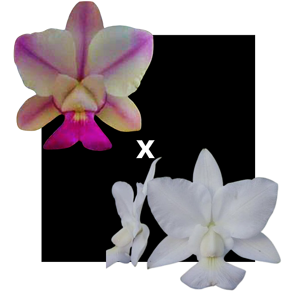 Cattleya Walkeriana S/a Emerson x Alba Crystal