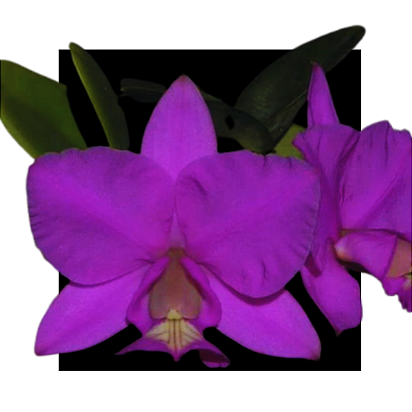 Cattleya Nobilior Rubra Durval Ferreira  - Corte