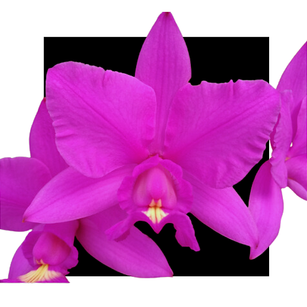 Cattleya Nobilior Rubra Ferrari - Corte