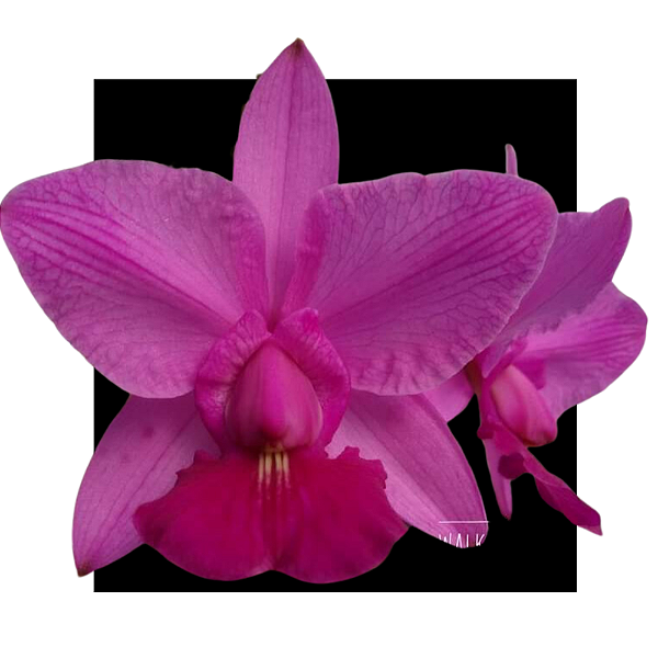 Cattleya Walkeriana Tres Lagoas ( NT ) - Corte