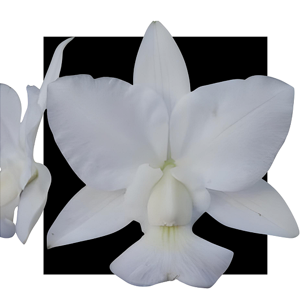Cattleya Walkeriana Alba Crystal - Corte