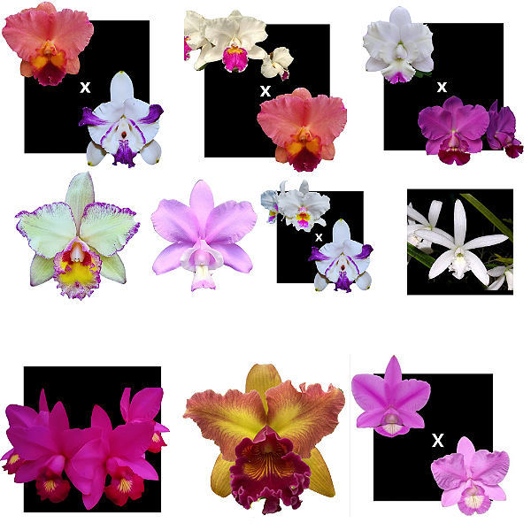 kIT de 10 Orquideas Selecionadas Cod 2001