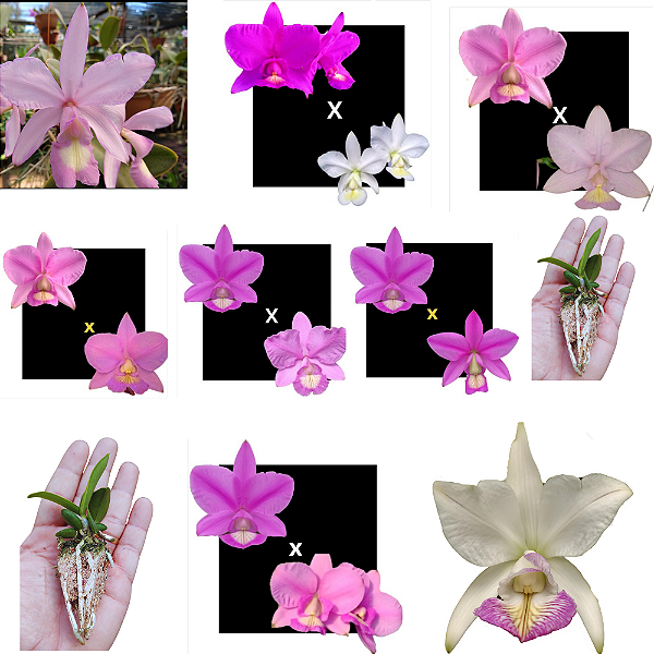 Kit de 10 Cattleya Nobilior sem identificação- cod 2002