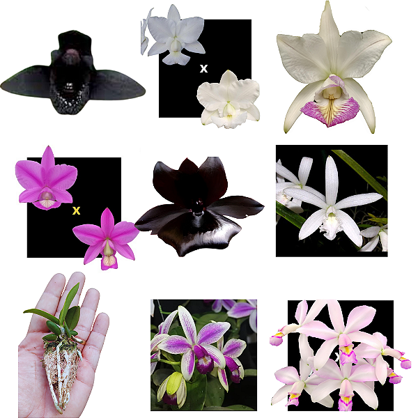 Kit de 08 Orquideas Selecionadas- cod 2004