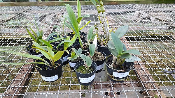 Kit 10 Cattleya E Orquidea Variadas - Mudas e pre adultas - 02