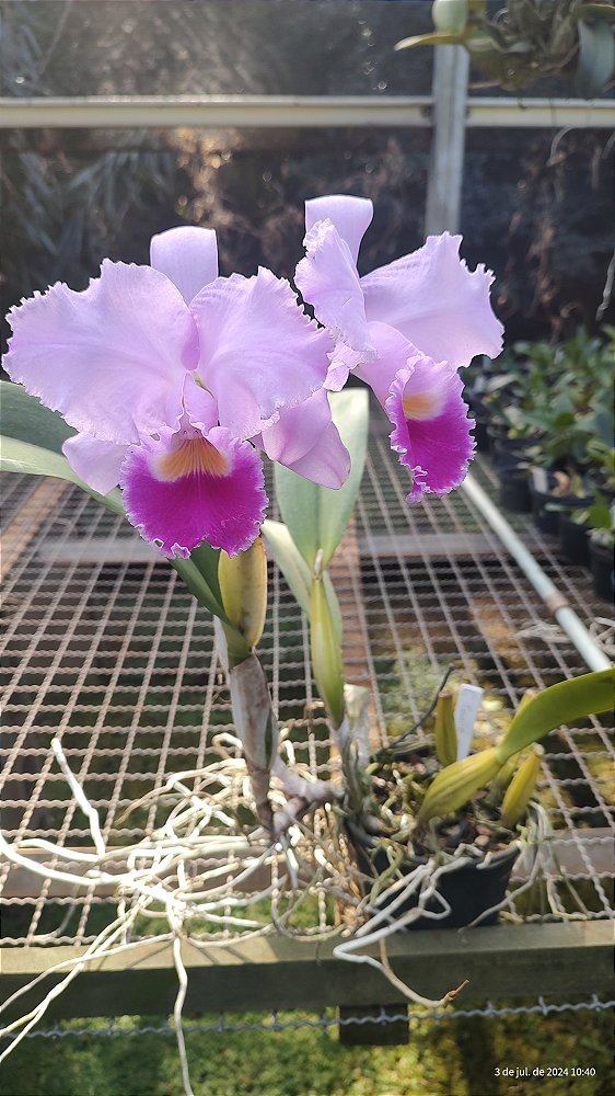 Cattleta Triane tipo -  Adulta