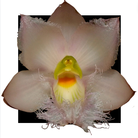 CLOWESIA ROSEA