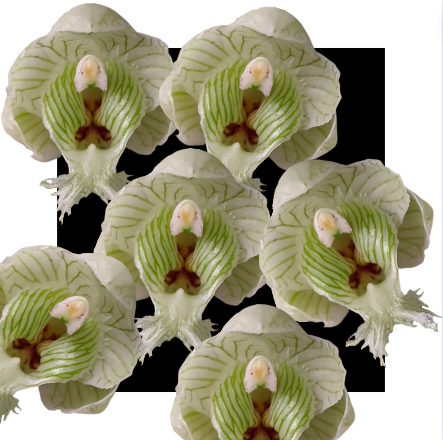 Clowesia Warscewiczii