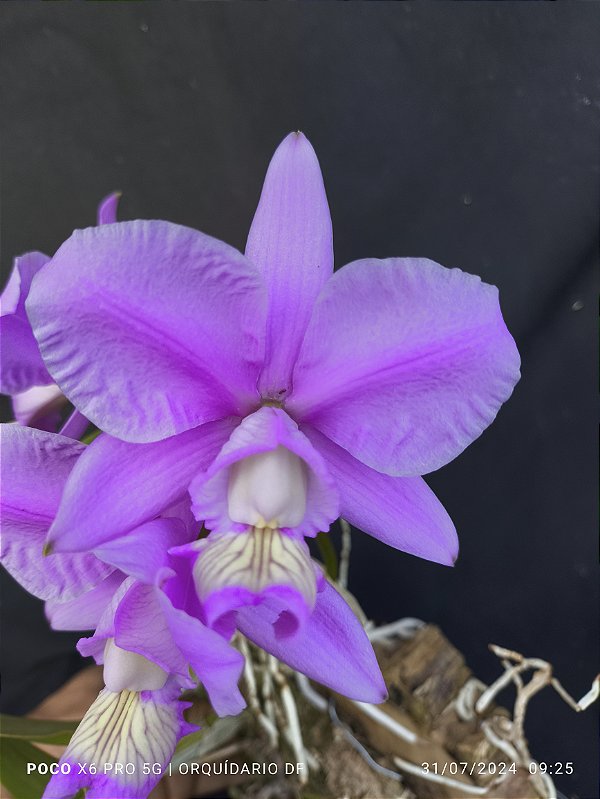 Cattleya Nobilior Coerulense x 3 irmão na bolacha