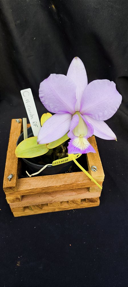 Cattleya Nobilior Concolor RF