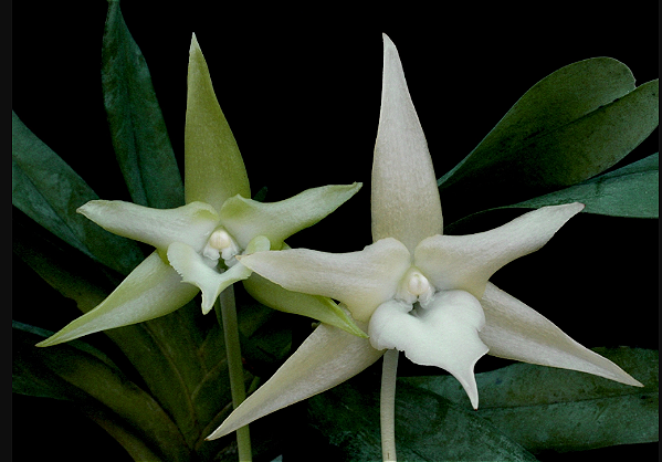 Orquidea Angraecum Sesquipedaale