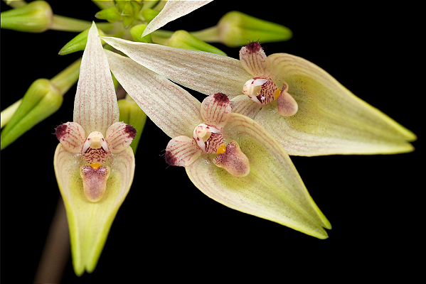Bulbophyllum Blepharites