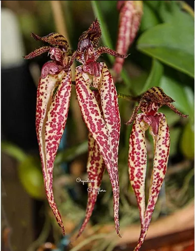 Bulbophyllum Emily Siegerist