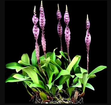 Bulbophyllum Megaclinium Pupureorhachis