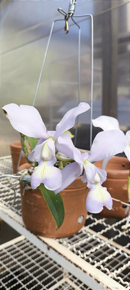 Cattleya Nobilior Coerulea - Adultas