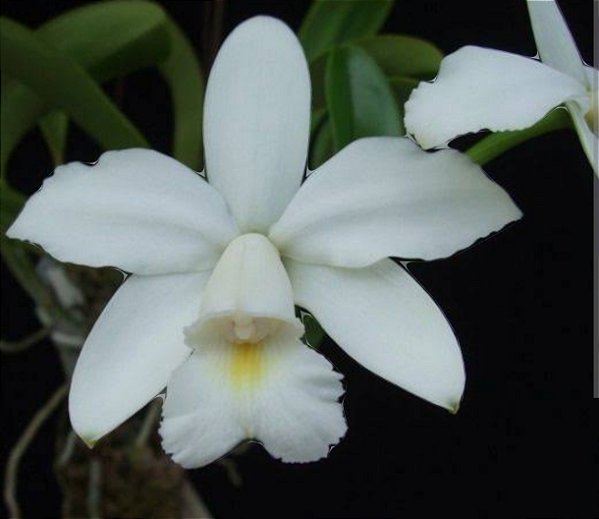Cattleya Violacea Alba