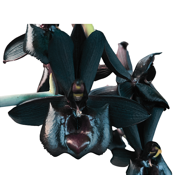 Catasetum Pearl Jam - Negro - Meristema