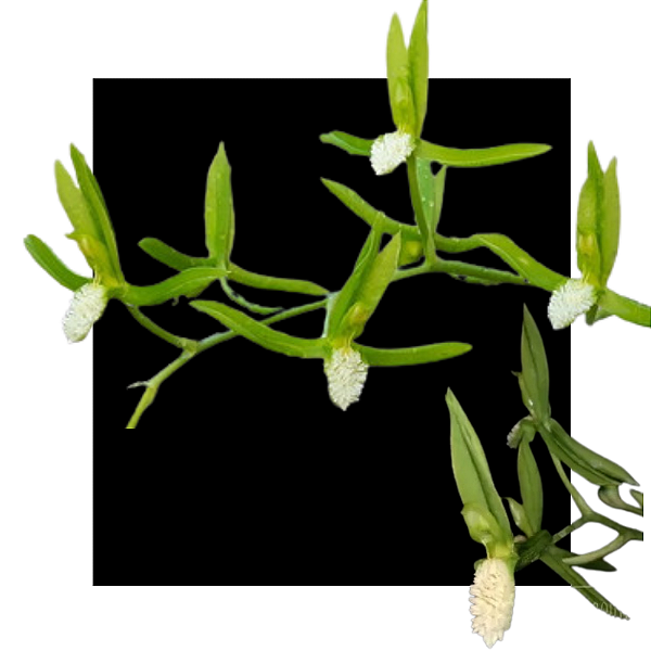 Catasetum Tuberculatum Albo - Meristema