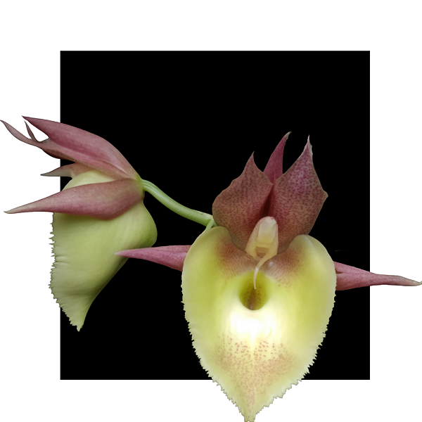 Catasetum Penang 2001 - Meristema