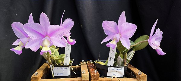 Kit de 2 Cattleya Nobilior - Cód 04